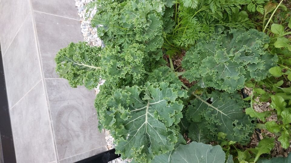 Kıvırcık kale fidesi (karalahana)