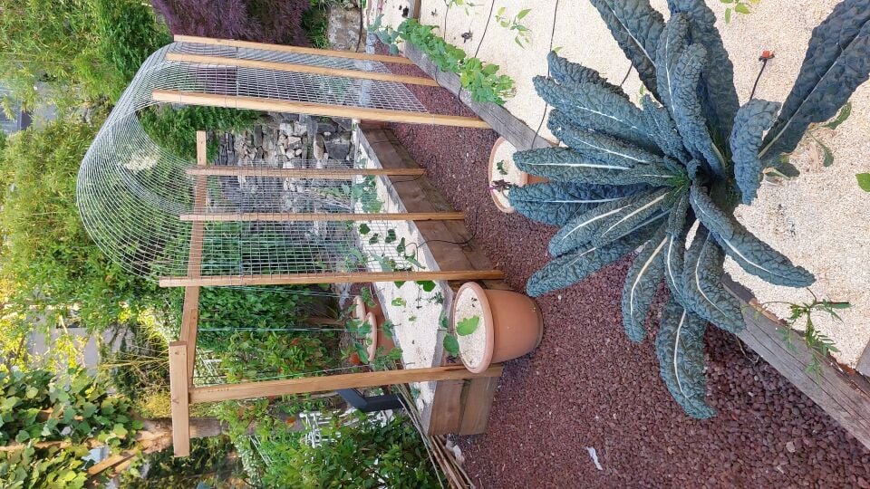 Palmiye kale fidesi (karalahana)