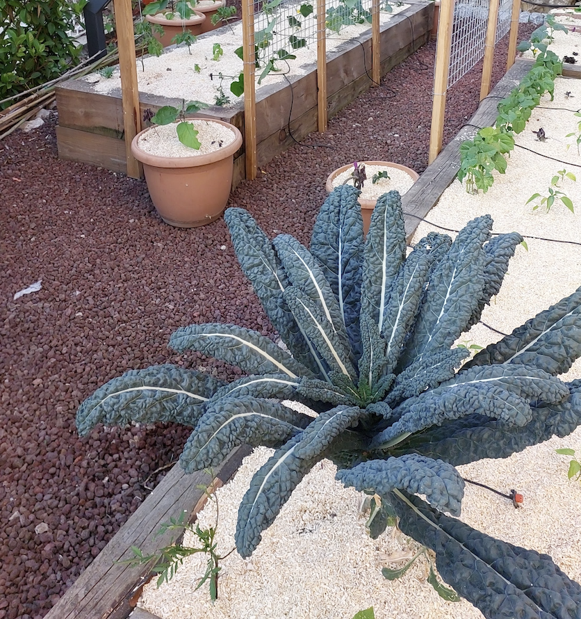 Palmiye kale fidesi (karalahana)