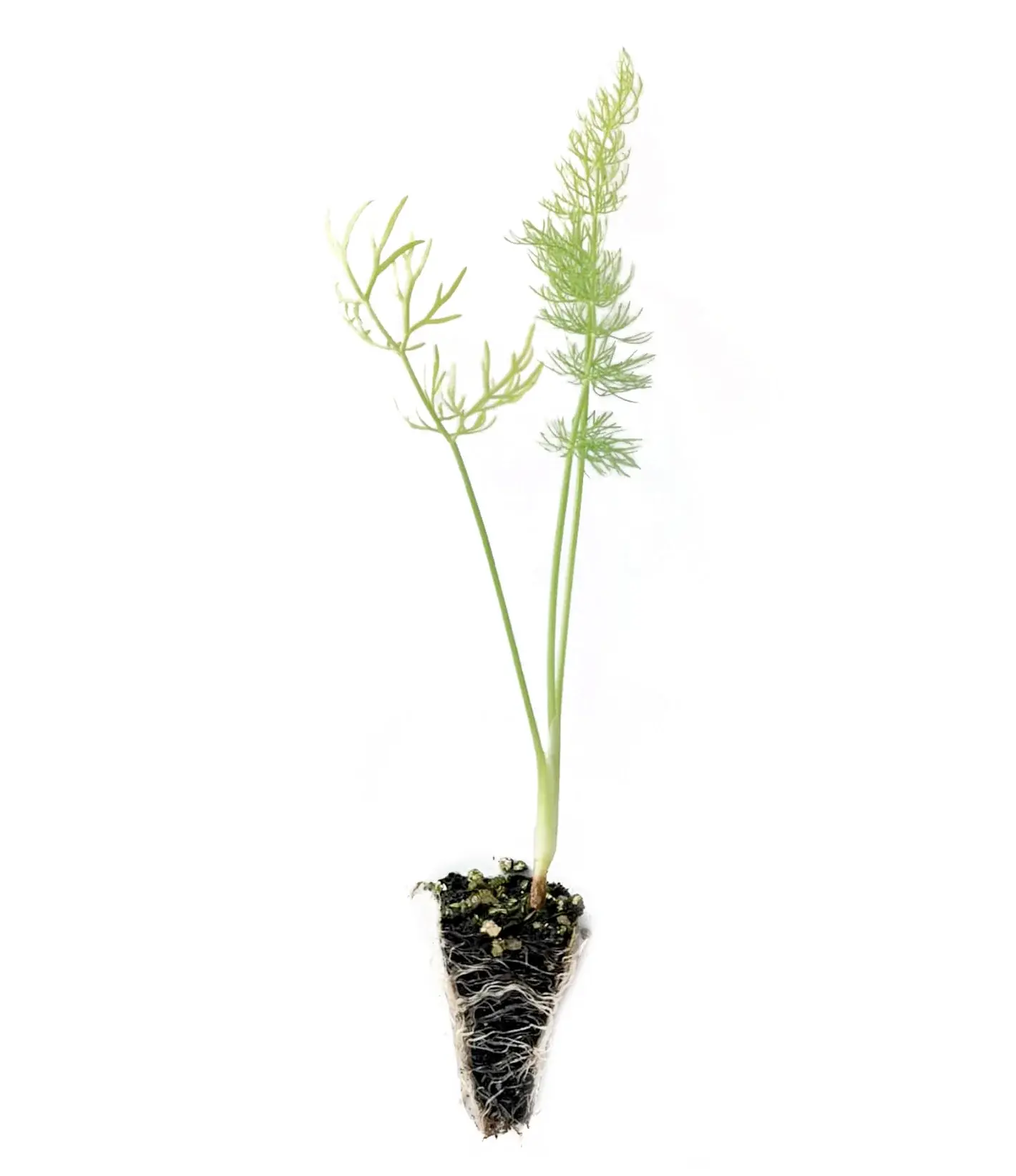 Rezene fidesi