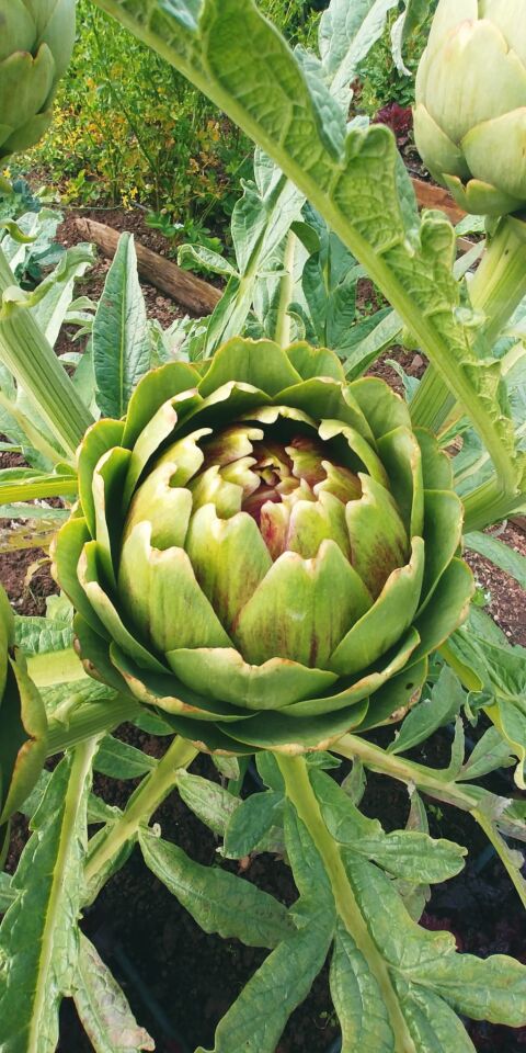 Ortaboy enginar fidesi