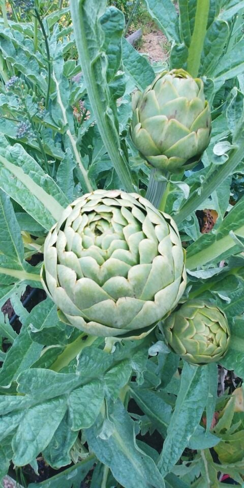 Ortaboy enginar fidesi