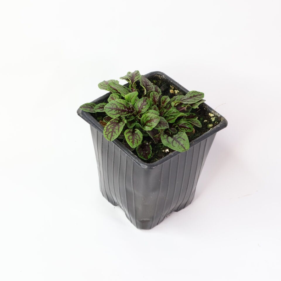 Ortaboy kırmızı damarlı kuzukulağı fidesi