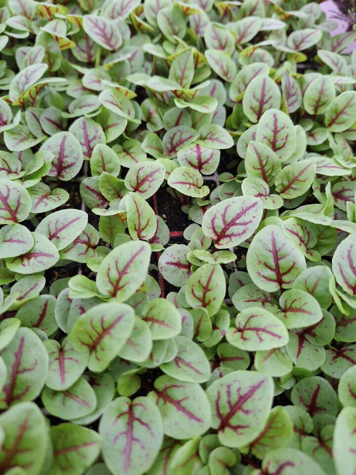 Ortaboy kırmızı damarlı kuzukulağı fidesi