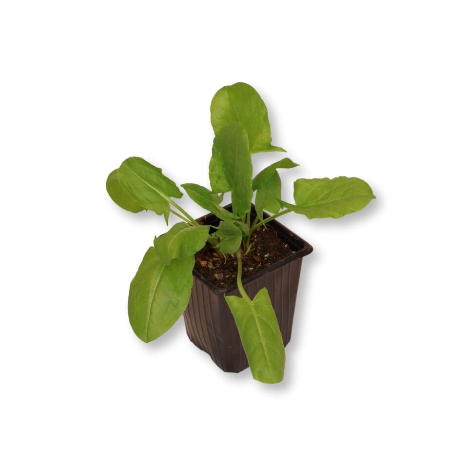 Ortaboy yeşil kuzukulağı fidesi