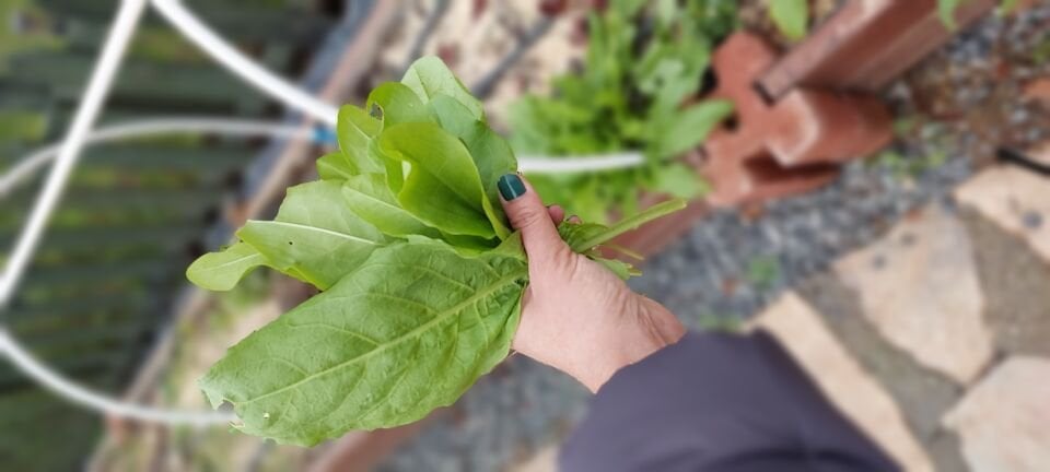 Ortaboy yeşil kuzukulağı fidesi