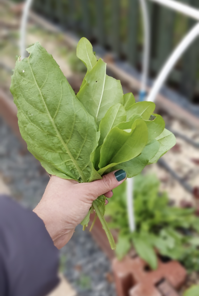 Ortaboy yeşil kuzukulağı fidesi