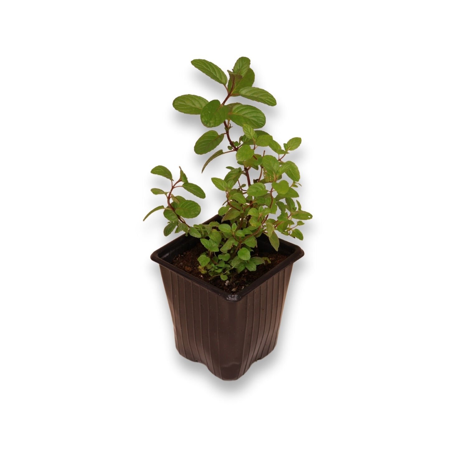 Ortaboy klasik mutfak nane fidesi