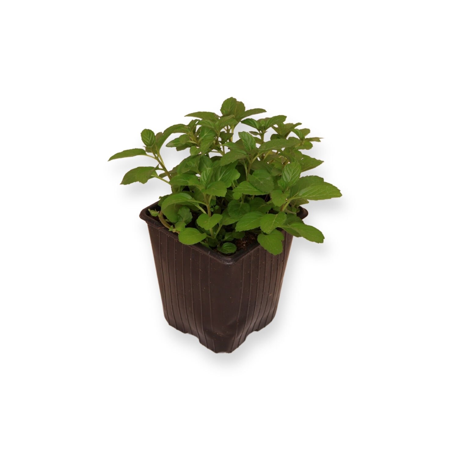 Ortaboy limon kokullu nane fidesi