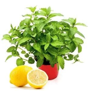 Ortaboy limon kokullu nane fidesi