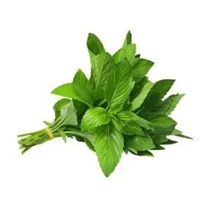 Ortaboy limon kokullu nane fidesi