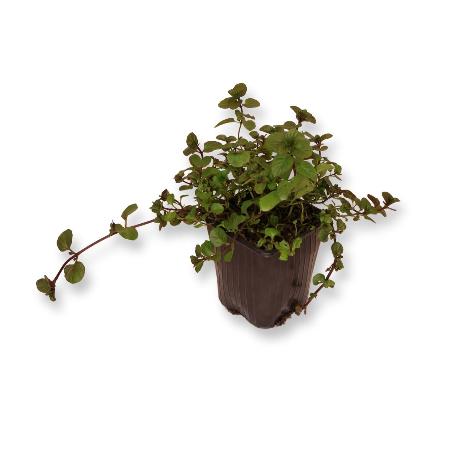 Ortaboy portakal kokulu nane fidesi