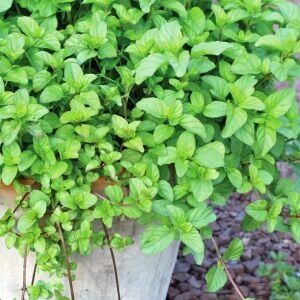 Ortaboy portakal kokulu nane fidesi