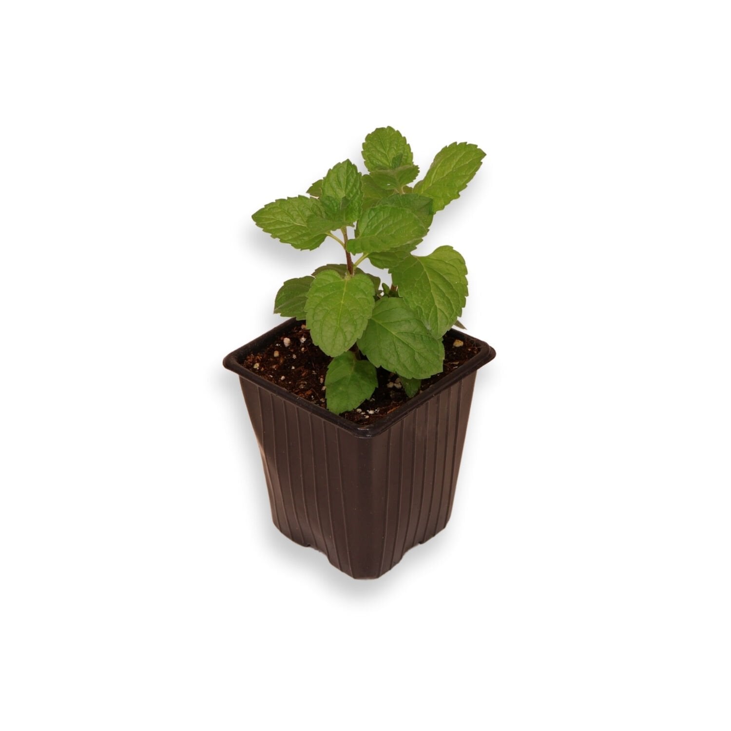 Ortaboy greyfurt kokulu nane fidesi