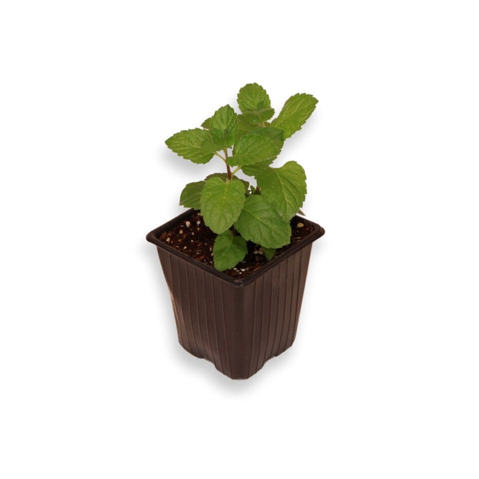 Ortaboy greyfurt kokulu nane fidesi