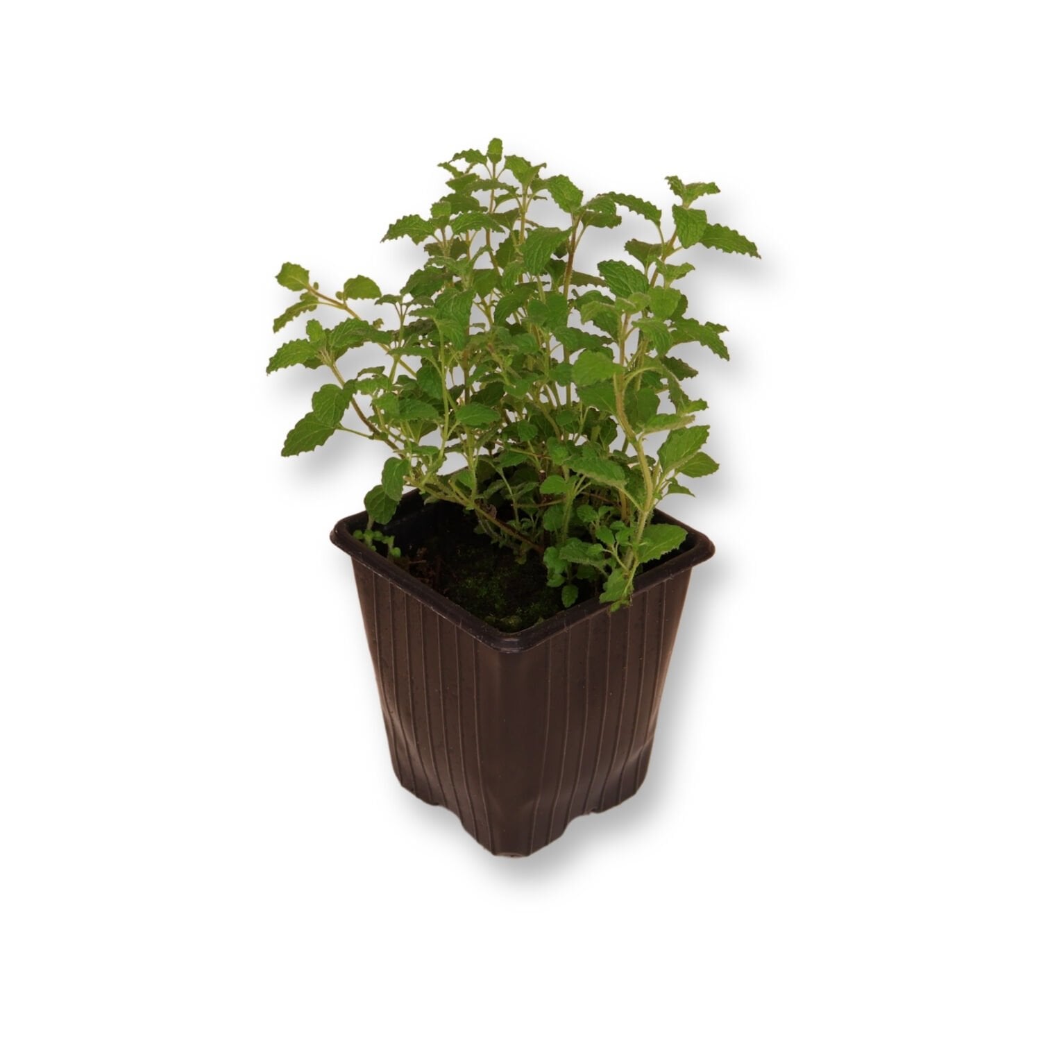 Ortaboy çilek kokulu nane fidesi