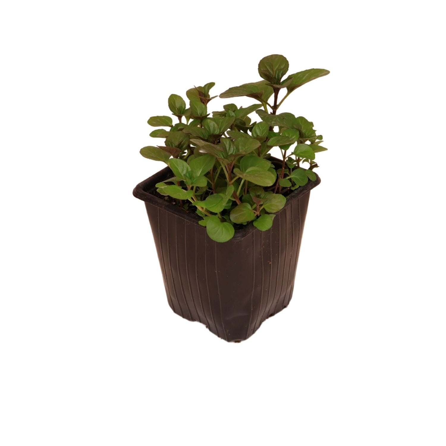 Ortaboy bergamot kokulu nane fidesi