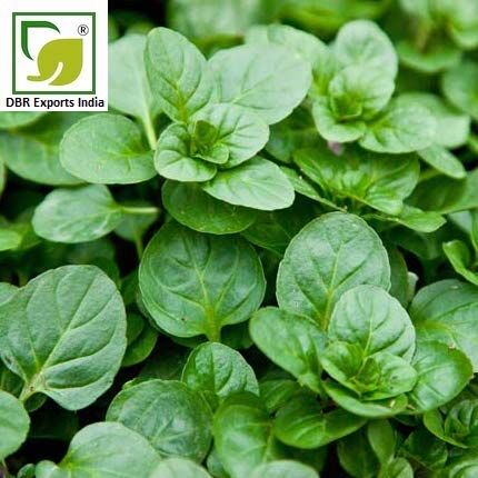 Ortaboy bergamot kokulu nane fidesi