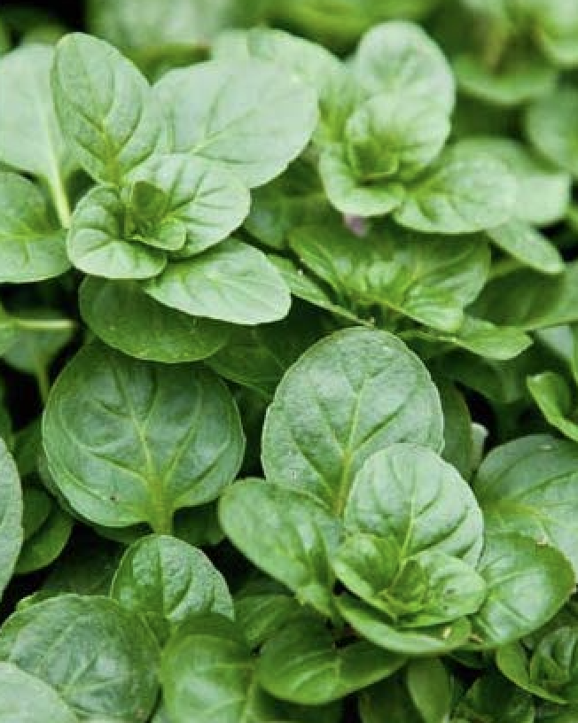 Ortaboy bergamot kokulu nane fidesi