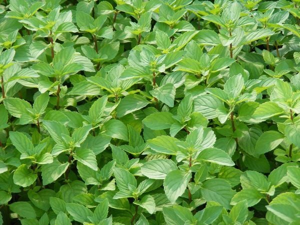 Ortaboy zencefil kokulu nane fidesi