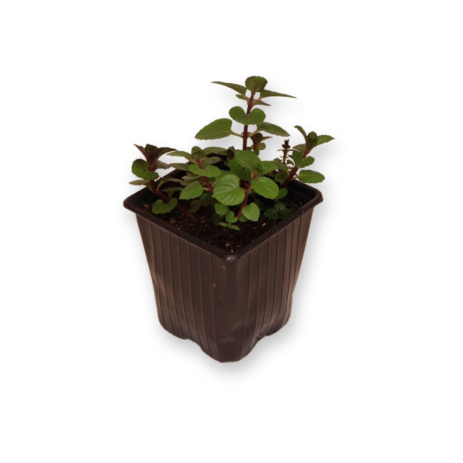 Ortaboy yerli kara nane fidesi