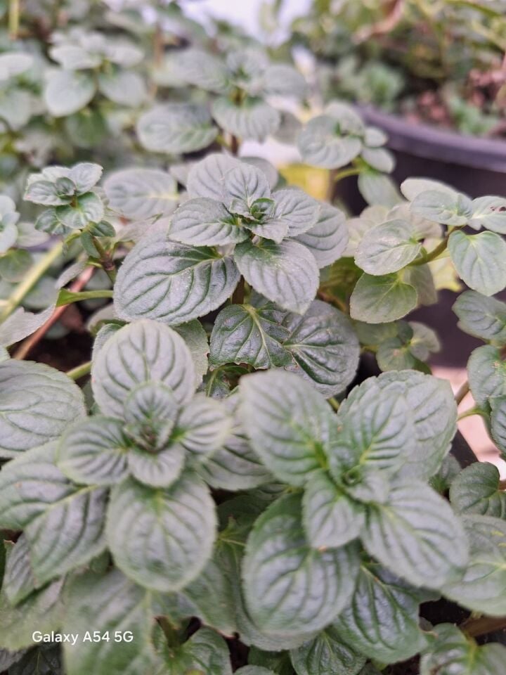 Ortaboy yerli kara nane fidesi