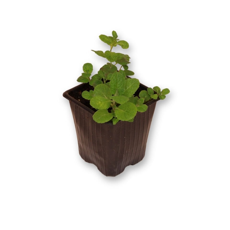 Ortaboy elma kokulu nane fidesi