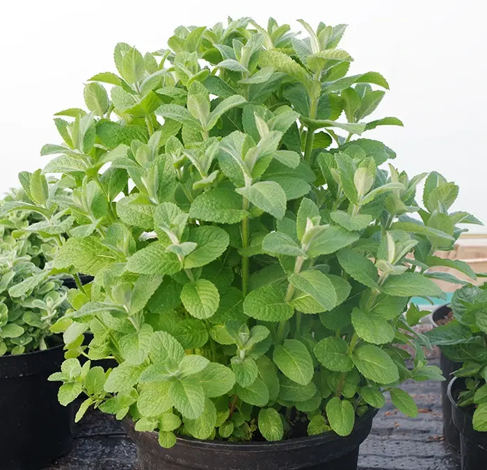 Ortaboy elma kokulu nane fidesi