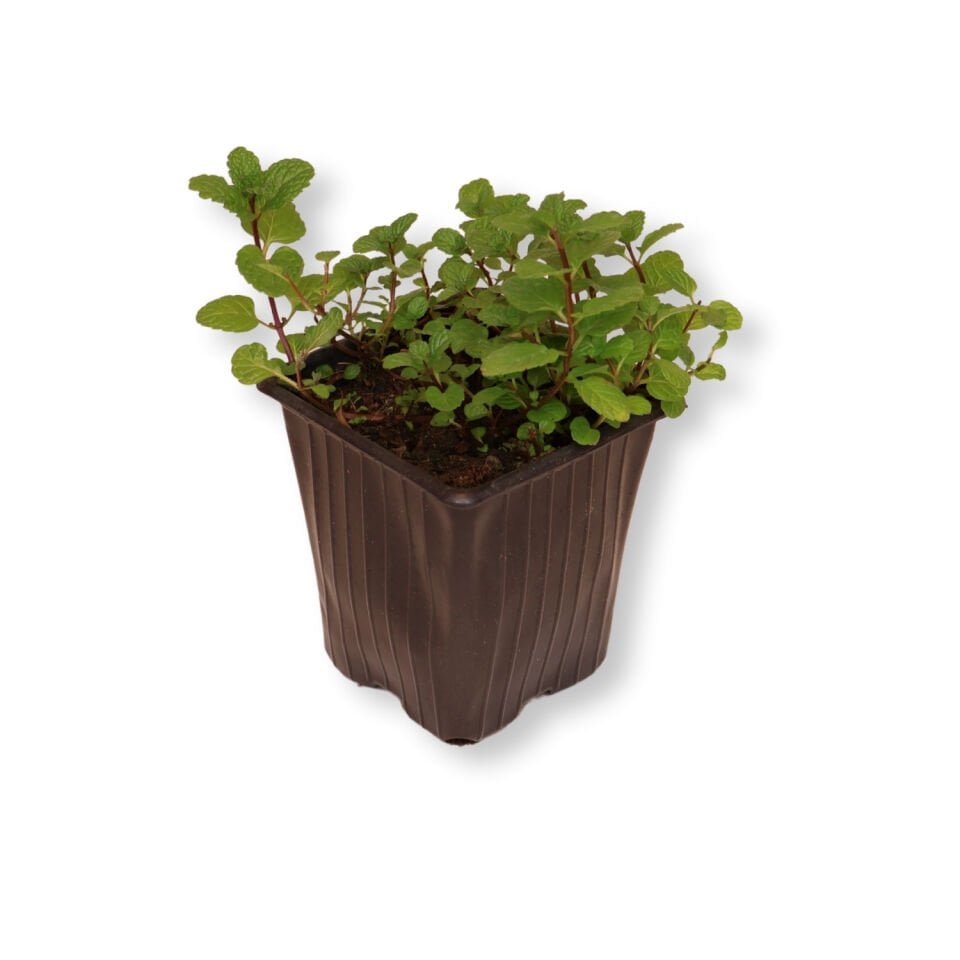 Ortaboy Fas nanesi fidesi