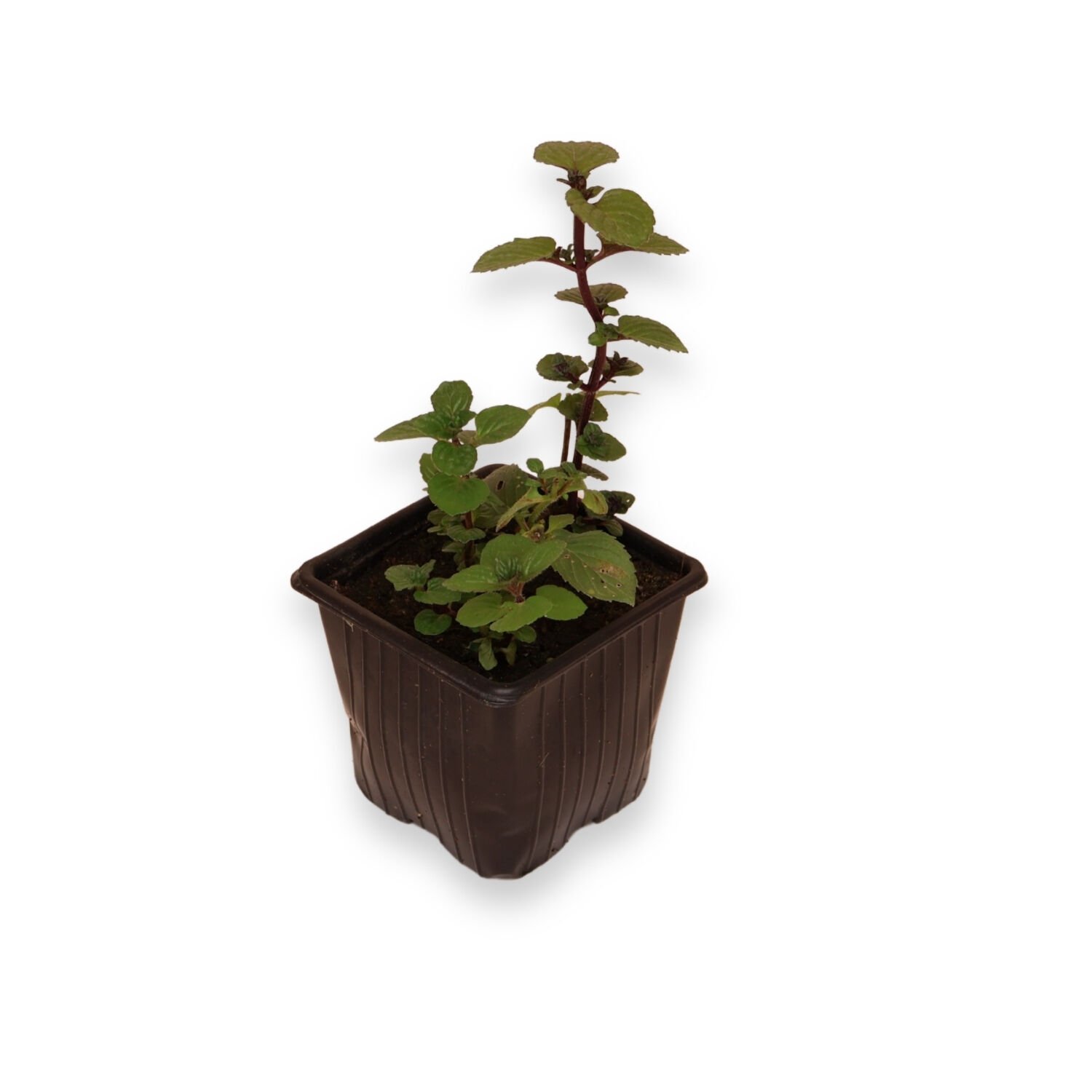 Ortaboy tıbbi mentollü nane fidesi