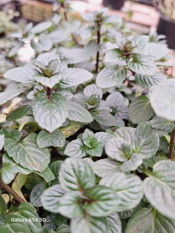 Ortaboy tıbbi mentollü nane fidesi