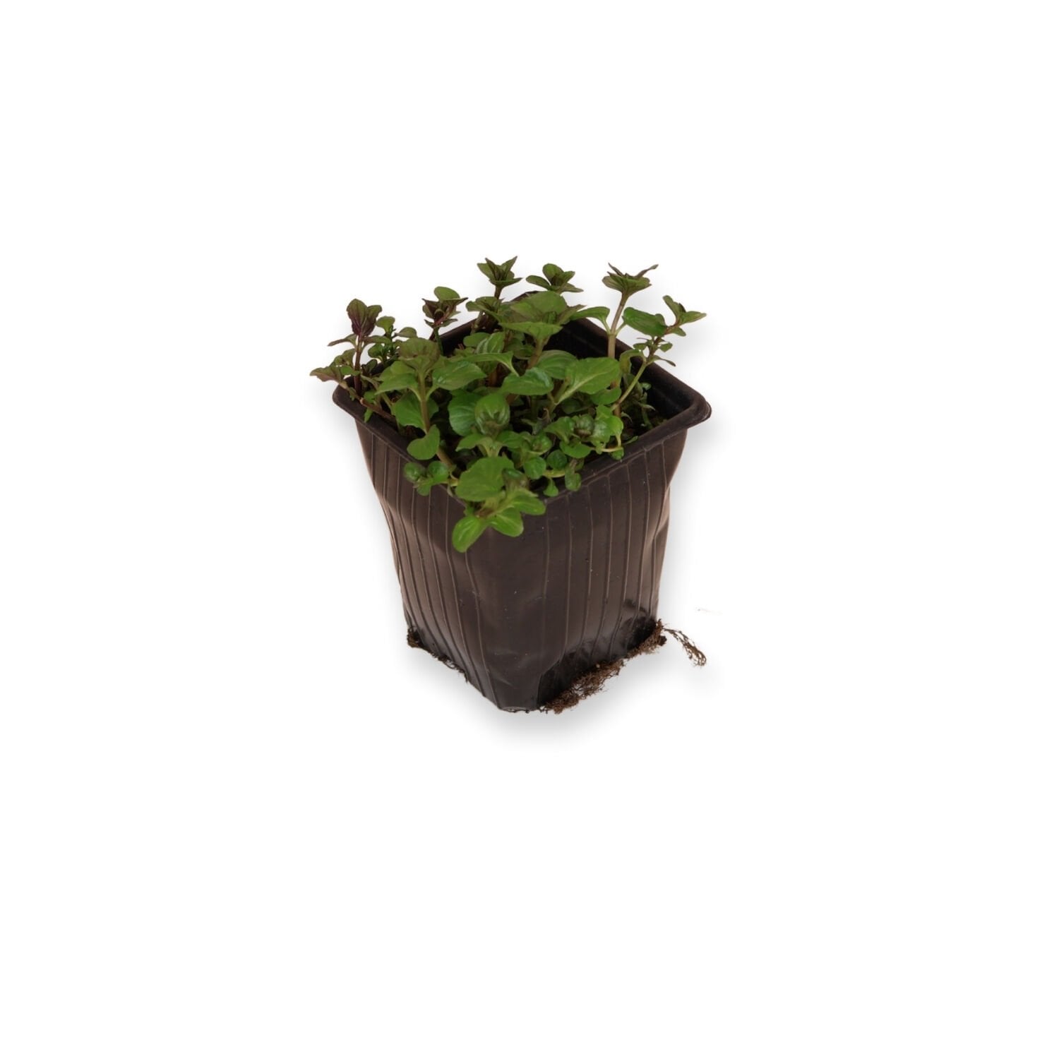 Ortaboy şifalı çay nanesi fidesi