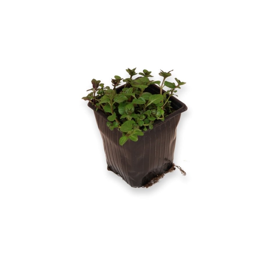 Ortaboy şifalı çay nanesi fidesi