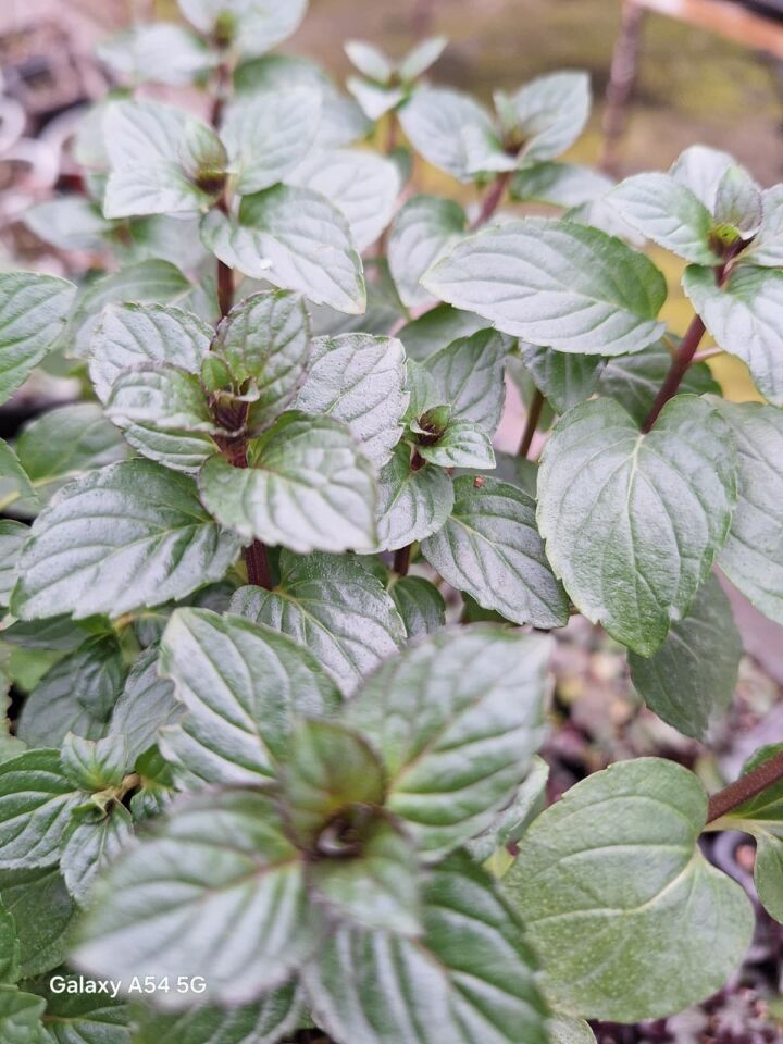 Ortaboy şifalı çay nanesi fidesi