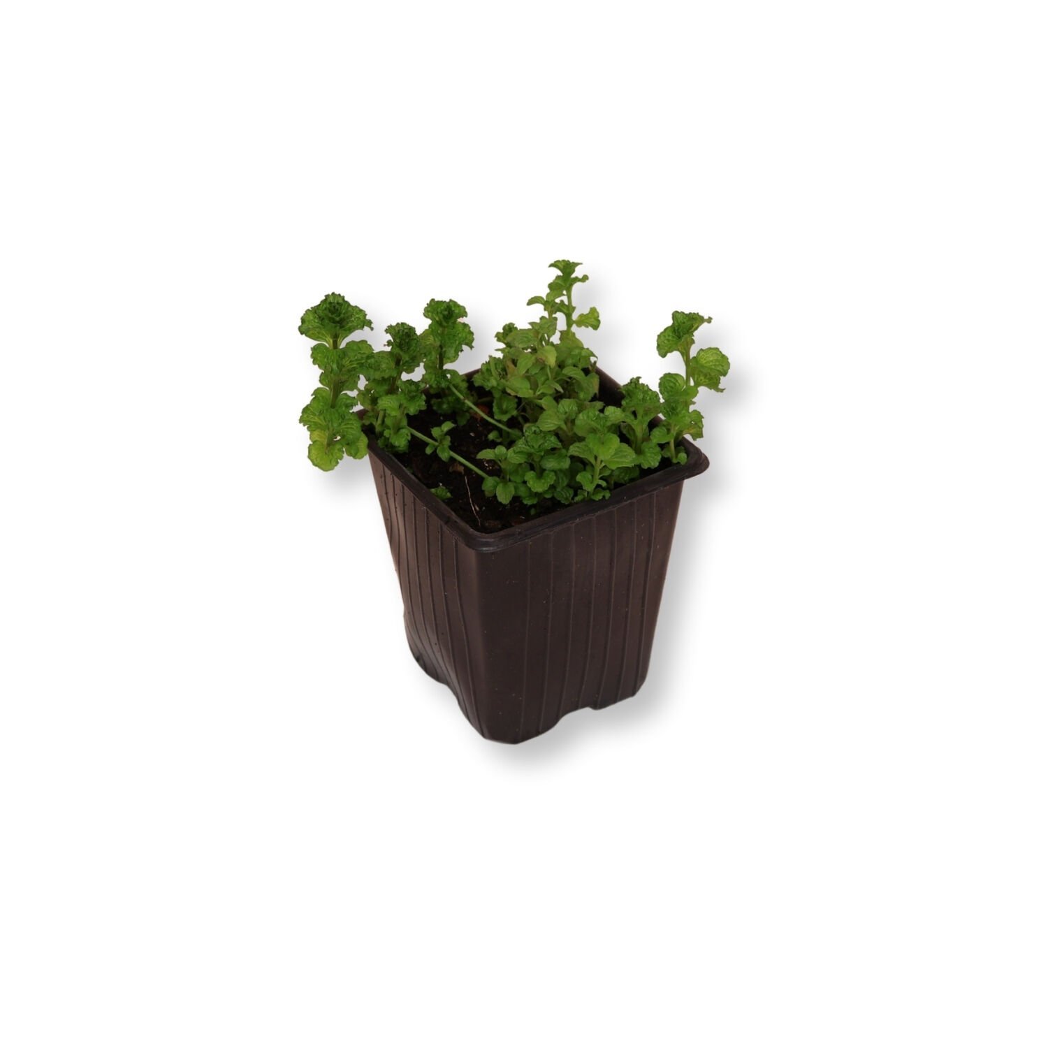 Ortaboy mızraklı tatlı nane fidesi