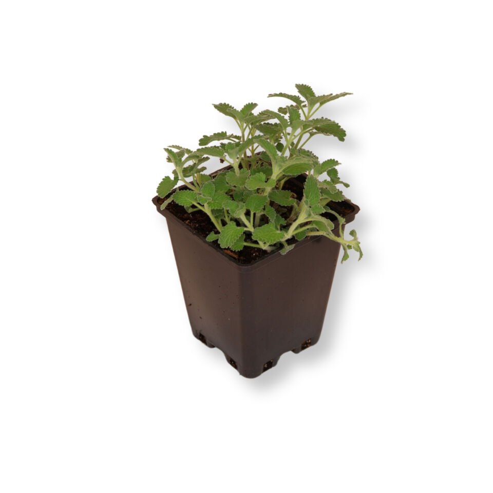 Ortaboy kedi nanesi fidesi