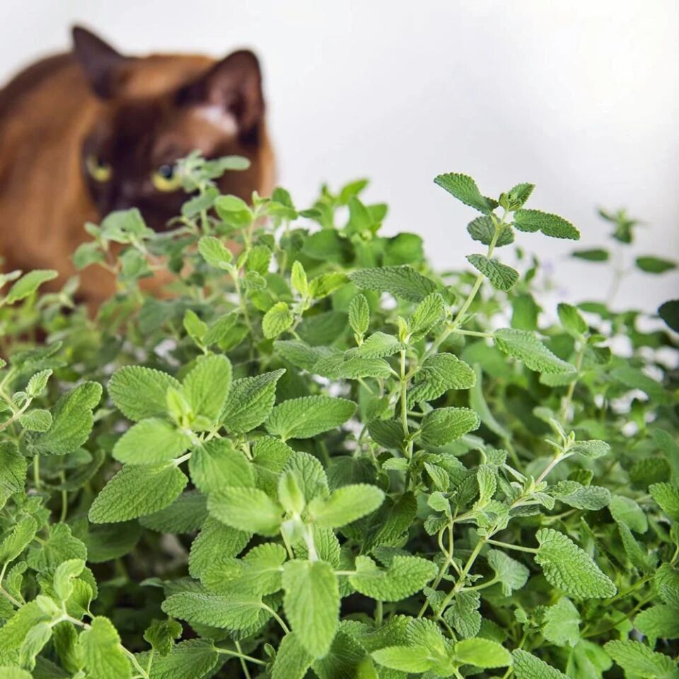 Ortaboy kedi nanesi fidesi
