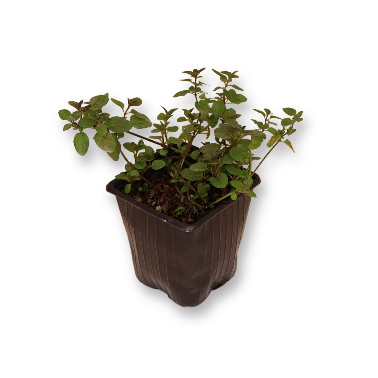 Ortaboy çikolata kokulu nane fidesi