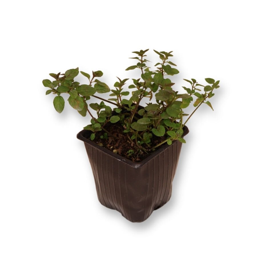 Ortaboy çikolata kokulu nane fidesi