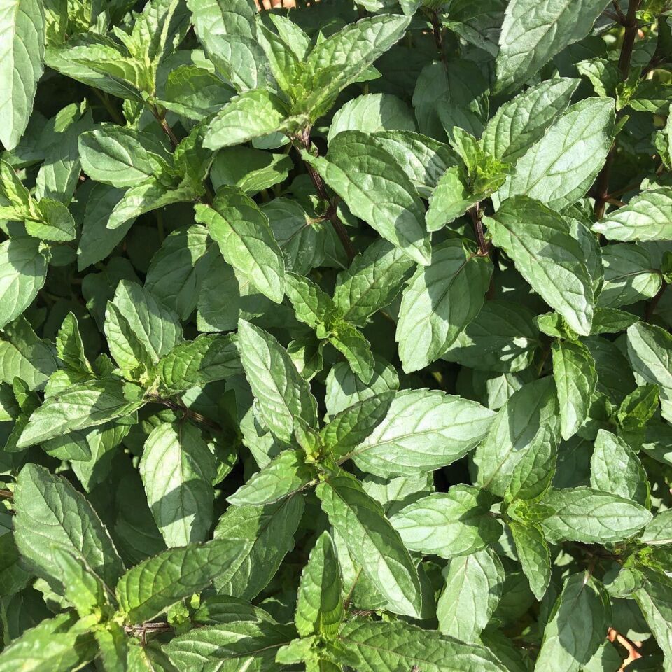 Ortaboy çikolata kokulu nane fidesi