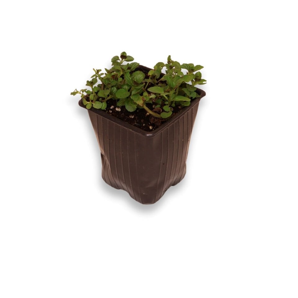 Ortaboy damla sakız kokulu nane fidesi