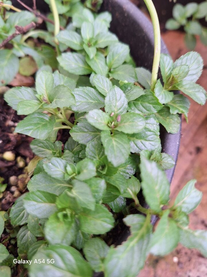 Ortaboy damla sakız kokulu nane fidesi