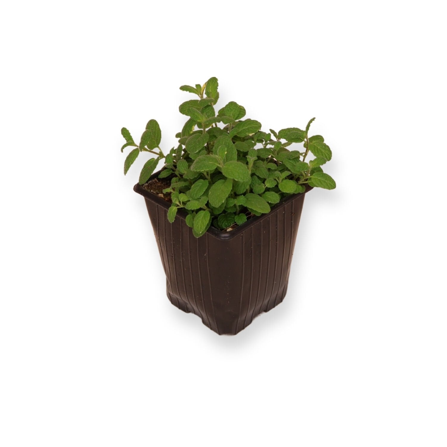 Ortaboy ananas kokulu nane fidesi