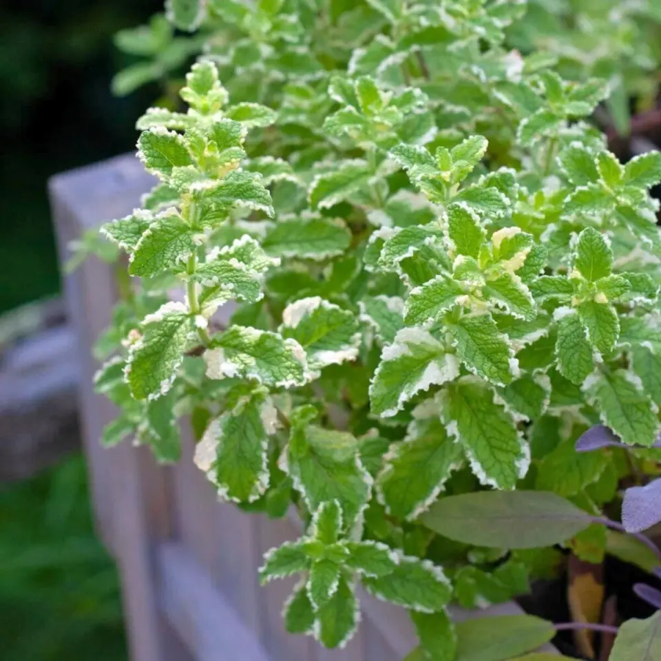 Ortaboy ananas kokulu nane fidesi