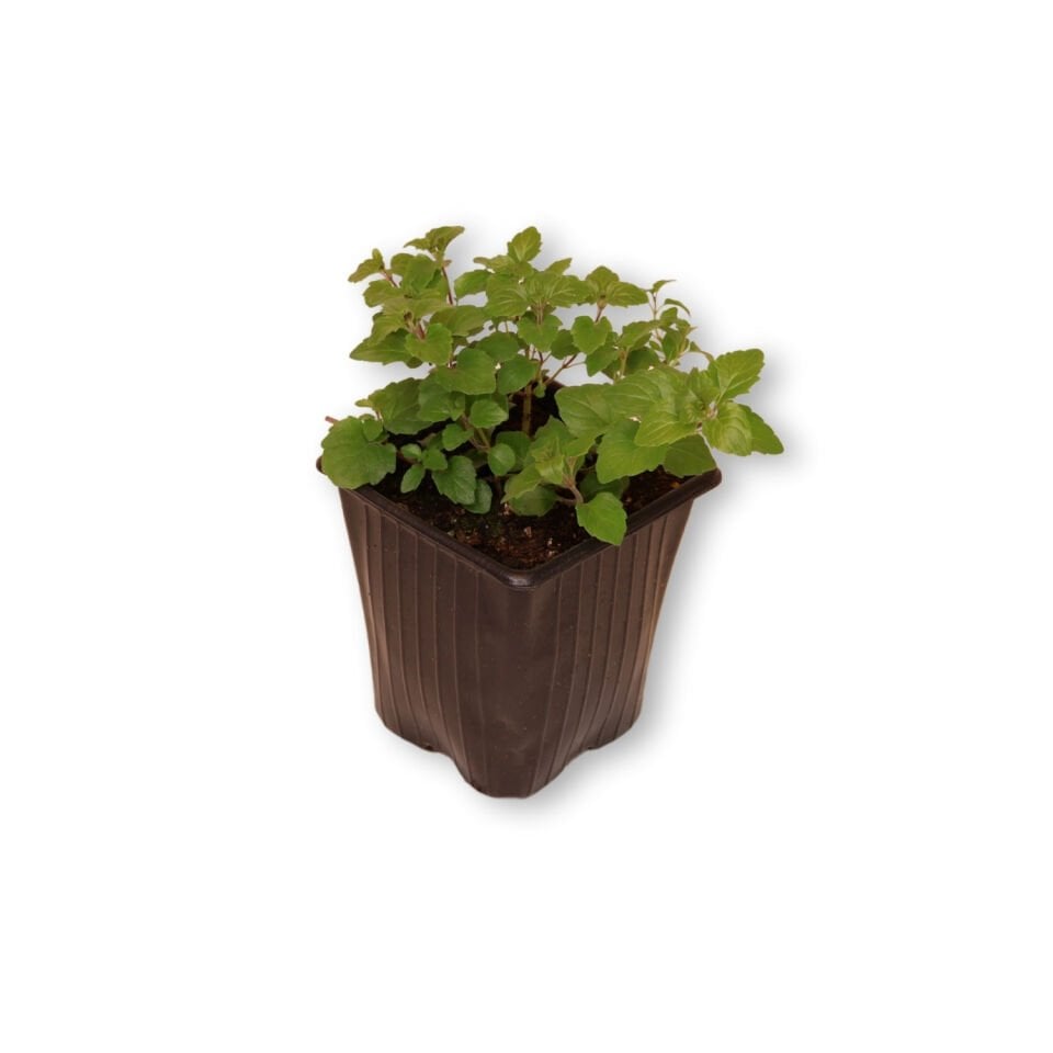 Ortaboy Hint nanesi fidesi