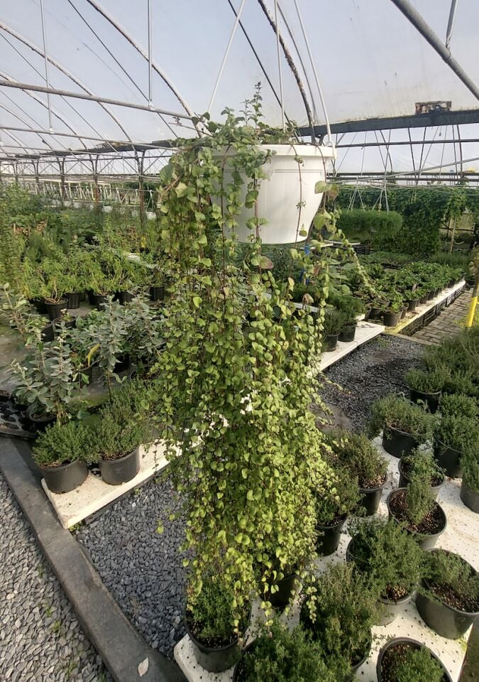 Ortaboy Hint nanesi fidesi