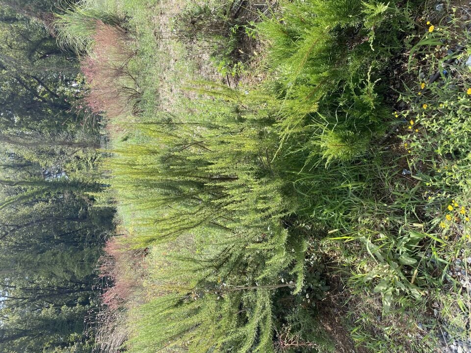 Ortaboy klasik biberiye fidesi