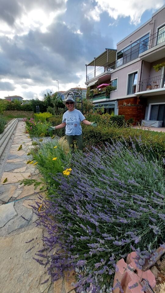 Ortaboy klasik lavanta fidesi