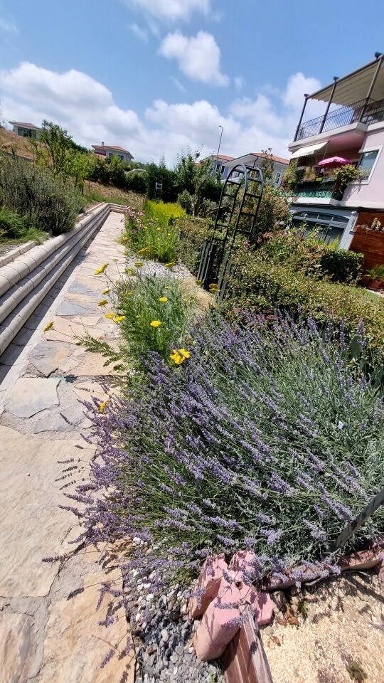 Ortaboy klasik lavanta fidesi