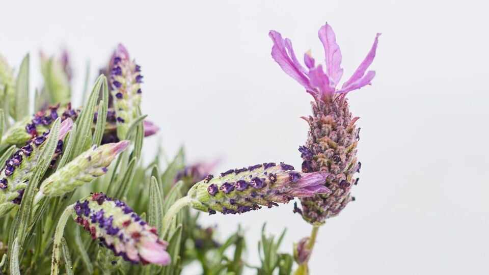 Ortaboy Fransız lavantası fidesi